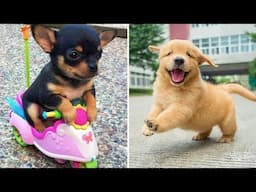 Funniest Animals 2025 😂 Best Funny Cats and Dogs 😻🐶 Part 7 | Cute Baby Dogs