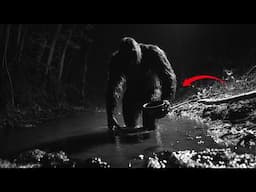 INSANE Trail Cam Footage No One Can EXPLAIN