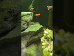 This loach found his Pride Rock!