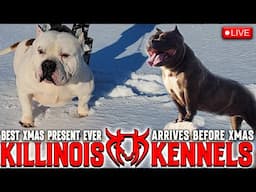 KILLINOIS KENNELS LIVE!!!!! EXTREME AMERICAN BULLY PUPPIES FOR SALE