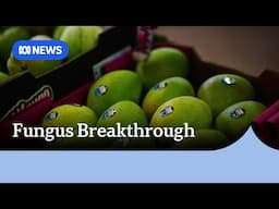 Researchers for the NT government have made a breakthrough in the fight against fungus | ABC News