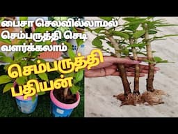 Hibiscus Propagation in Tami ll குச்சி வெச்சு செம்பருத்தி பதியன் போடுவது எப்படி? ll