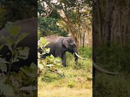 Avante aa nilpp onnu kaananam. കാട്ടാന #animals #elephantnaturalsounds #elephant #animalsoundeffects