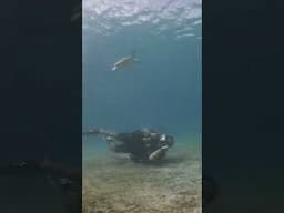 Surrounded by Sea Turtles! | #Shorts