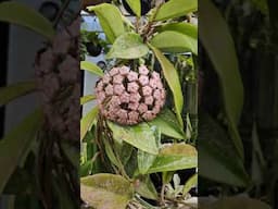 Blooming Hoya pubicalyx splash | bikolanahardinera #shortvideo #hoyaplant #flowers