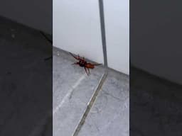 Scariest spider in Australia