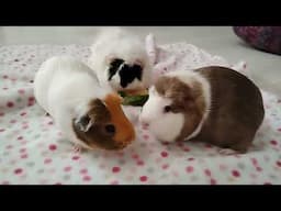 Guinea Pigs Eating Watermelon For 2 Minutes