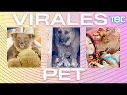 Koala Confunde Peluche con  Mamá, Perro y Gato Son Mejores Amigos, Elefante Bebé Tierno |Virales PET