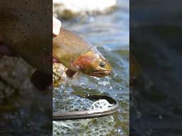 Catching Big Cutthroat Trout on Dry Flies!