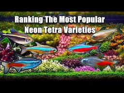 Ranking The Most Common Neon Tetras Types!