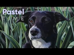 Border Collie in Soft Pastel - Timelapse