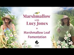 Marshmallow with Lucy Jones + Marshmallow Leaf Fomentation