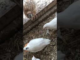 I dropped my hair tie and the chooks and quails thought they found treasure!