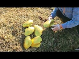 Opening a giant golden pearl oyster. Winter hunting for pearl oysters and plenty of seafood