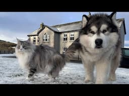 Adorable Husky And Cat Experience Snow! Wait Till The End! (Cutest Ever!!)