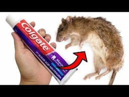 The DIY Toothpaste Trick: Say Goodbye to Rodents for Good!