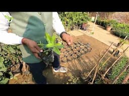 सिर्फ 1 दिन में फर्क! ये 10+ Plants खाकर देखिए, सेहत & जिंदगी दोनों बदल जाएगी Ramvilash Ji से खरीदें