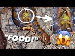 I fed my CENTIPEDE with EGGS !!!