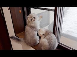 The kitten that shovels like crazy when it sees snow is so cute!