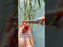 HOW TO Cut Dead Roots on Vanda Orchids | How To Trim Vanda Roots | Vanda Orchid Care for Beginners