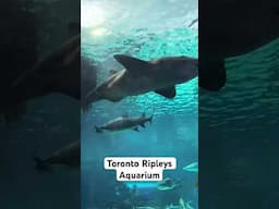 Ripley’s Aquarium of Canada #sharks #aquarium #aquariumfish