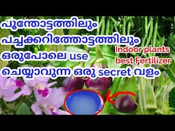 Secret fertilizers for all plants|rice water fertilizer|chedikal തഴച്ചു വളരാൻ ഈ വളം മാത്രം മതി