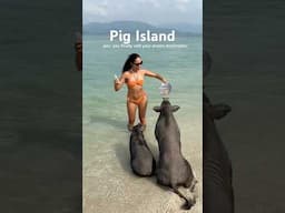 I went to an Island ruled by PIGS! 🐷🌴 #pigisland