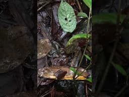 This leech can jump by coiling like a cobra