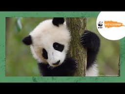 All About Giant Pandas