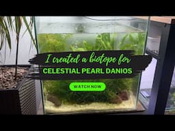 I created a  biotope for Celestial Pearl Danios