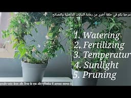 Indoor Jasmine care and tips. Temperature is an important factor for growth of Jasminum Polyanthum