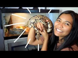 I ADOPTED A BALL PYTHON!! | ball python enclosure setup and meet Jack :)