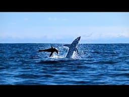 Shark Attacks Seal then Rams my Kayak Twice