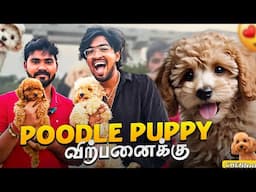 "ADORABLE POODLE PUPPY"  For Sale 😍| இது நாய் குட்டியா?? இல்ல பொம்மையா ?😱💕