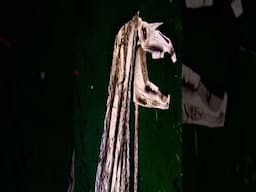 Mari Lwyd The Zombie Horse of New Year's Eve  #scary