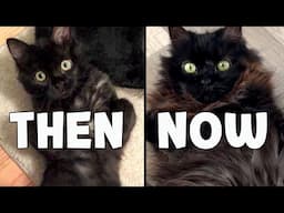 Then & Now: From 4-Month-Old Kitten to 14-Year-Old Cat