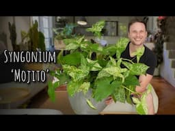 How I grew a lush pot of Syngonium