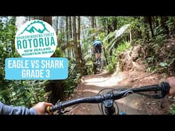 Get it While it's Still Here! Eagle vs Shark, Rotorua