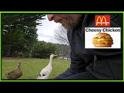 McDonald's Cheesy Chicken Burger - Duck Off or Ducking Delicious?