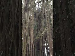 Climbing our favorite old banyan tree in Hilo. Such an incredible tree.