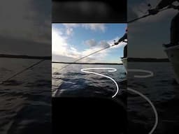 Figure 8 Musky Fishing Technique #shorts