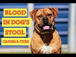 15 Facts About Blood In Dogs Stool You Must Know