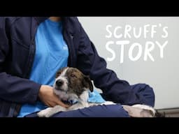 All hands on deck for Scruff | Battersea Stories