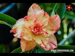 New 2016 Rosy Adenium youtube