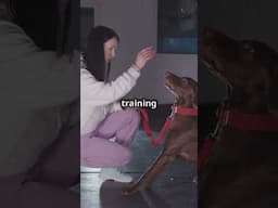 How Much Does Dog Training Cost  🐶💰