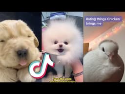 The CUTEST Pets FROM TIKTOK EVER...