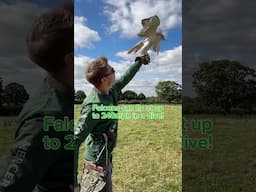 Can AI make a Falconry video? #animals #birds #falconry #falconrylife #ai #artificialintelligence