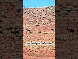 Emu family on the wander in the beautiful Flinders Ranges in South Australia #Emu #Australia