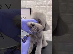 #doggroominglife #dog #doggroomingforbeginners