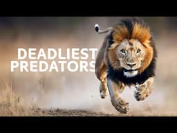 Nature’s Arsenal: The Deadliest Predators of Africa | Full Documentary HD